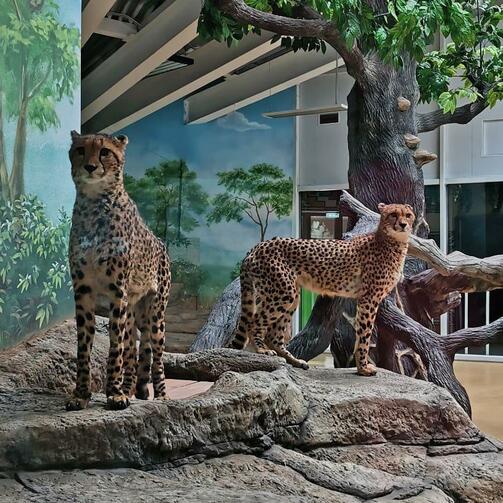 Фото: kazanzoo1806/instagram.com