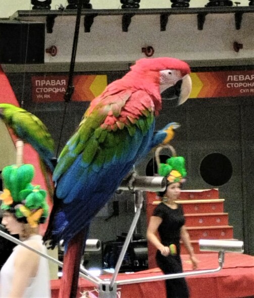 Фото: kazancircus/vk.com