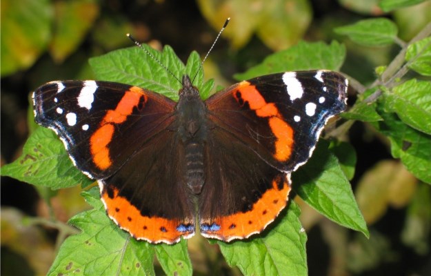Бабочка-адмирал. Фото: kpfu.ru