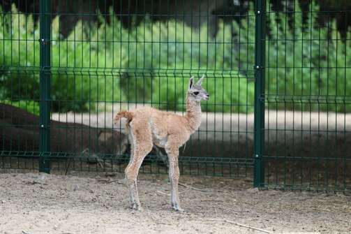 Фото: kazzoobotsad/vk.com