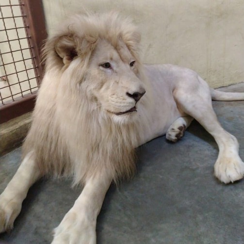 Фото: kazanzoo1806/instagram.com