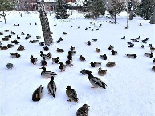 Армия уток в парке Урицкого. Фото: e-Kazan