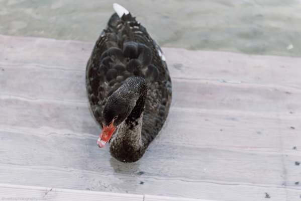 Зигфрид. Фото: дирекция парков и скверов
