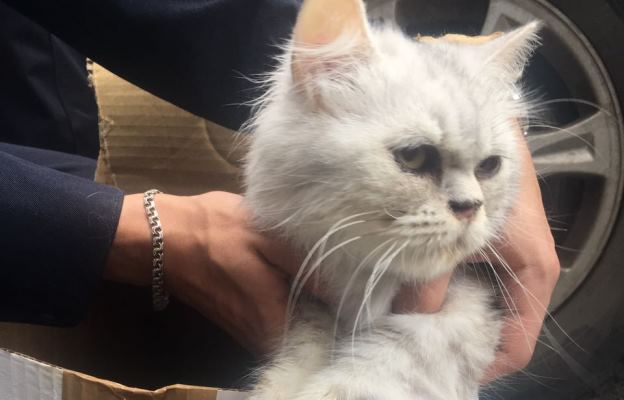 Невозмутимая кошка с Лазарева. Фото: Ирина Михалева
