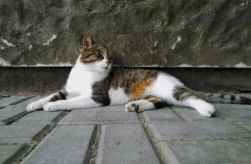 Один из обитателей Свияжска. Фото: e-Kazan