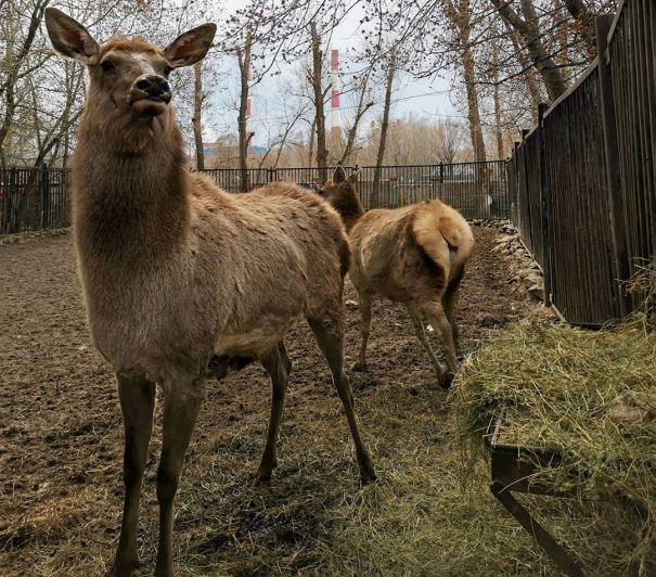 Маралы. Фото: kazanzoo1806/instagram.com