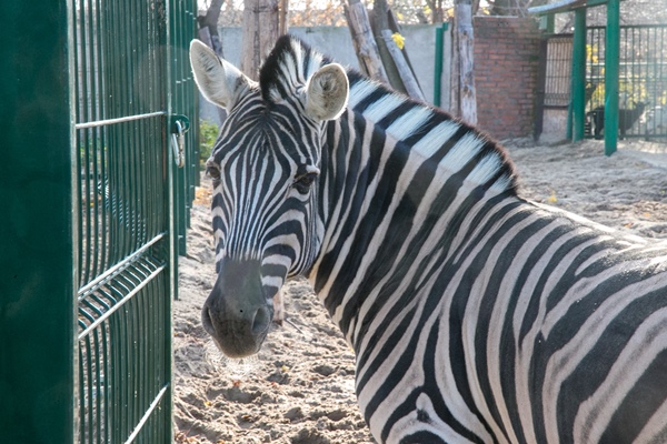 Фото: Марат Мугинов/kzn.ru