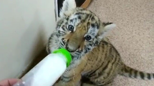 Фото: change.org