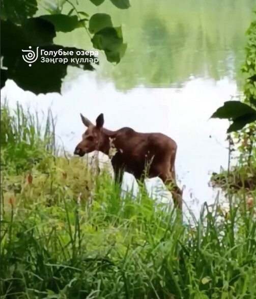 Фото: скрин из видео телеграм-канала «Голубые озера Татарстана»