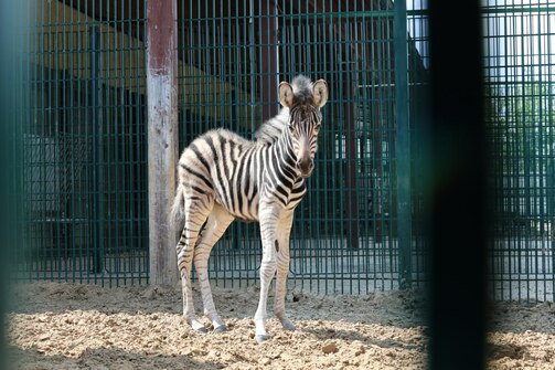 Фото: kazzoobotsad/vk.com