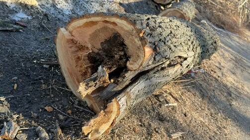 Фото: Комитет внешнего благоустройства