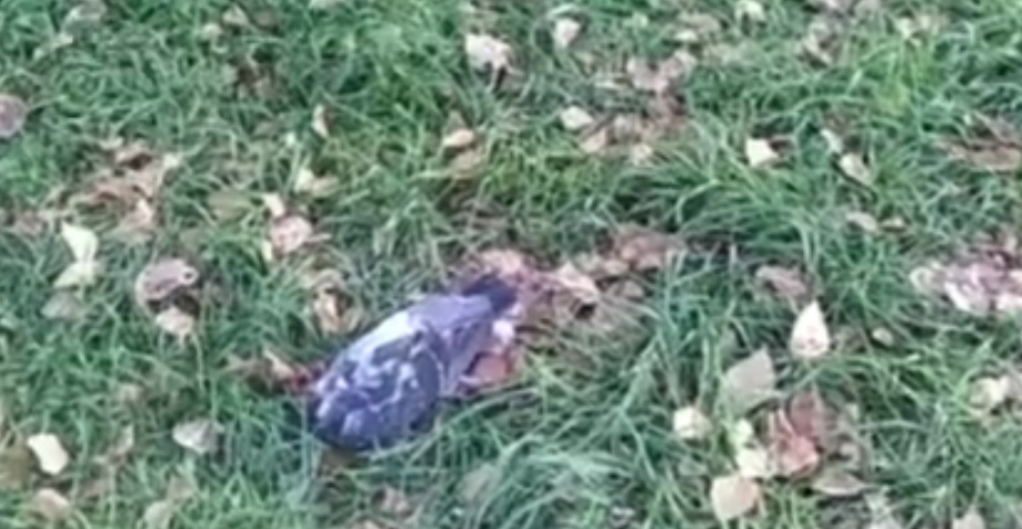 Скриншот: youtube.com