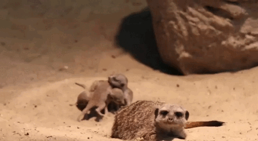Все фото и видео: Казанский зоопарк