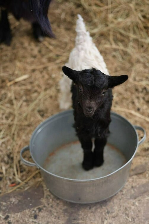 Фото: kazzoobotsad/vk.com