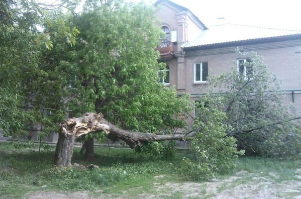 Ветер повалил дерево. Фото: facebook.com/socgorodkazan