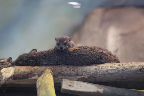 Все фото: kazzoobotsad/vk.com