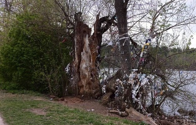 Священная ива. Фото: kp.ru