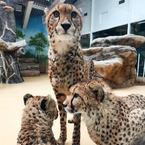 Фото: kazanzoo1806/instagram.com