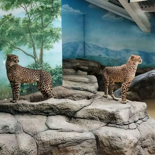 Фото: kazanzoo1806/instagram.com