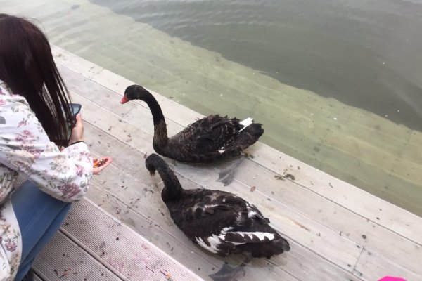 Лебеди в парке «Черное озеро». Фото: e-Kazan.ru