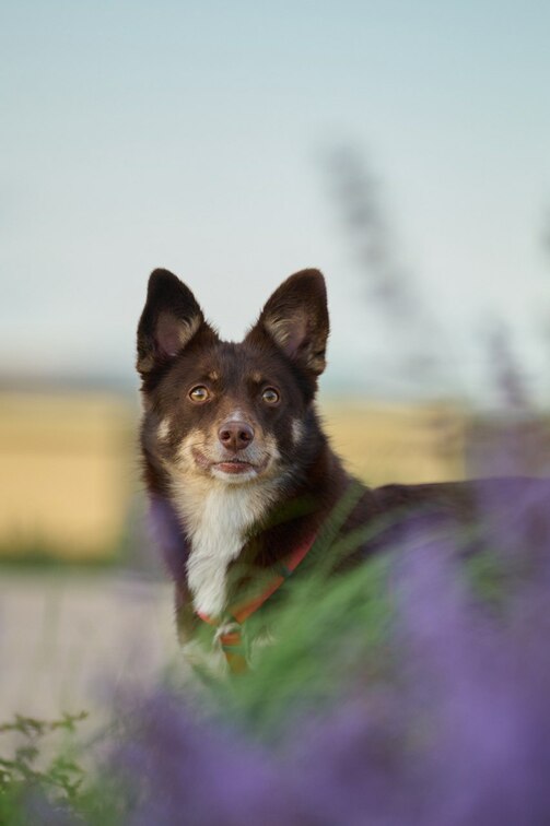 Двухлетняя Фокси