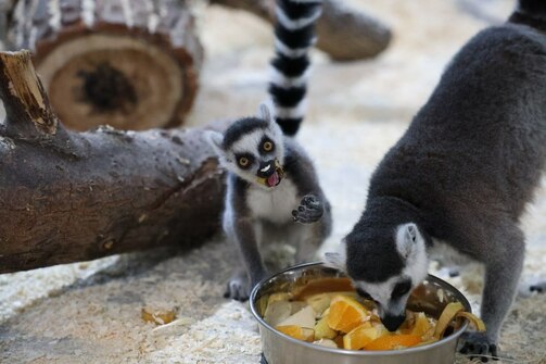 Фото: kazzoobotsad/vk.com