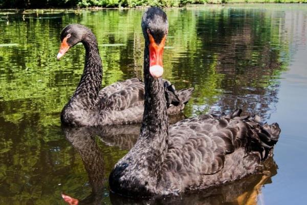 Черные лебеди. Фото: kzn.ru