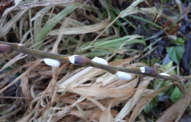 Из-за теплой погоды распустилась верба. Фото: nkama-park.ru