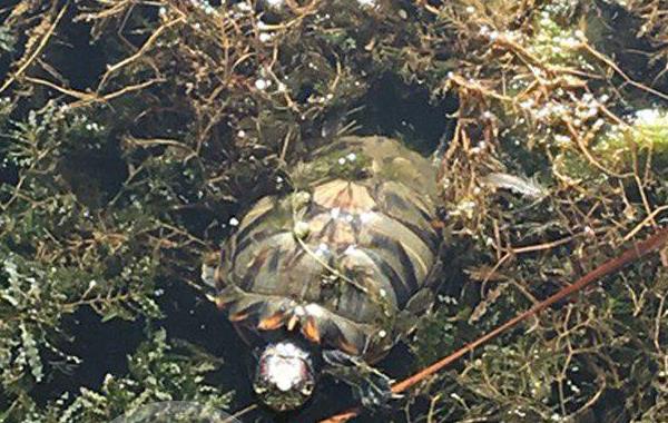 Черепаха в озере Кабан. Фото: vk.com