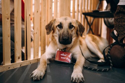 Фото: Ксения Райкова/festwoof/vk.com