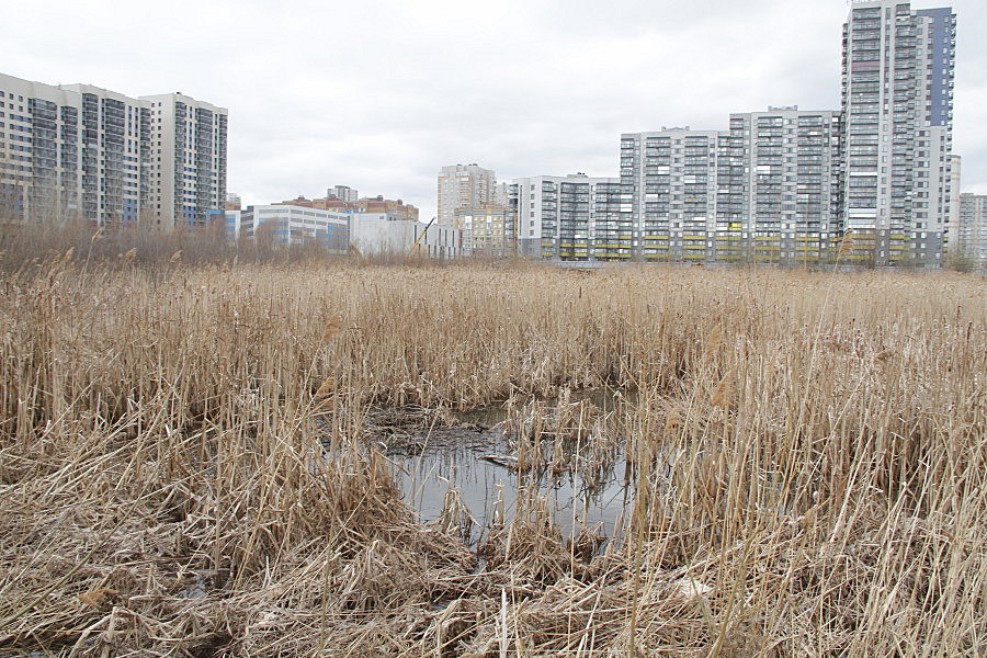 Место, где живут ондатры. Фото: evening-kazan.ru