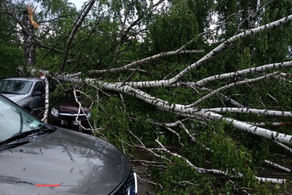 Деревья падали на машины. Фото: vk.com