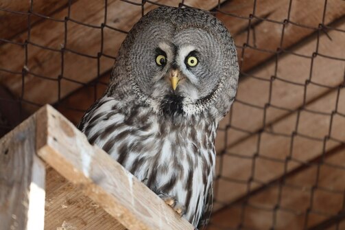 Фото: kazzoobotsad/vk.com