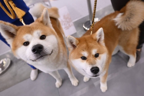 Фото: kazan_expo/vk.com