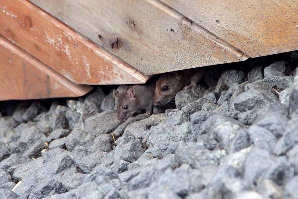 Крысы в парке Урицкого. Фото: evening-kazan.ru