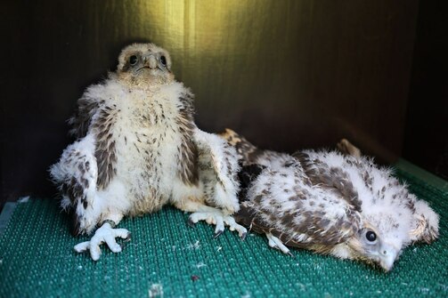 Фото: kazzoobotsad/vk.com