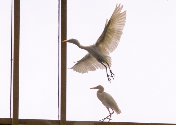 Египетские цапли. Фото: Марат Мугинов/kzn.ru