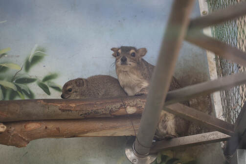 Все фото: kazzoobotsad/