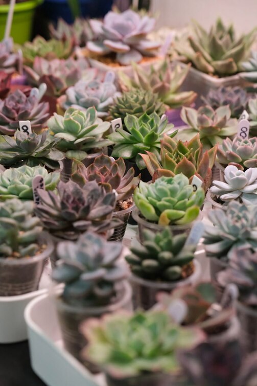 Фото: greenmarket_kzn/vk.com