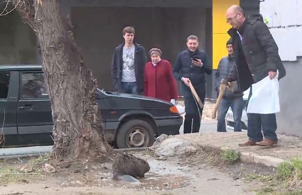 Казанский двор, бобер и охотник с топором. Фото: tatarstan24.tv