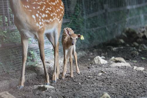 Фото: соцсети казанского «Зооботсада»