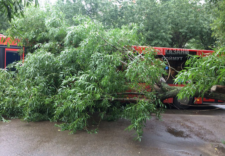 Дерево упало на автобус. Фото: vk.com