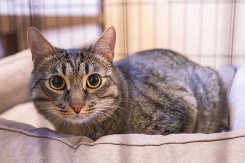 Фото: Булат Зиганшин для Woof Fest