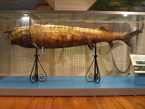 Фото: Нацмузей